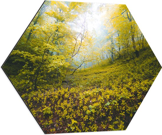 WallClassics - Dibond Hexagon - Begroeide Heuvel in het Bos - 70x60.9 cm Foto op Hexagon (Met Ophangsysteem)