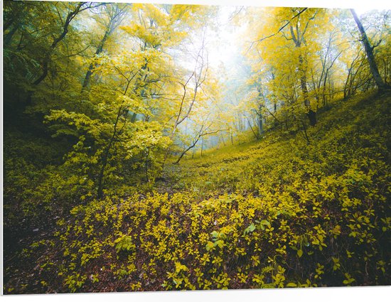 WallClassics - PVC Schuimplaat- Begroeide Heuvel in het Bos - 100x75 cm Foto op PVC Schuimplaat