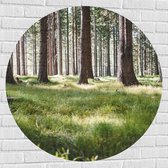WallClassics - Muursticker Cirkel - Groen Gras in het Bos - 100x100 cm Foto op Muursticker