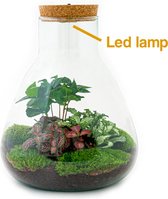 Terrarium - Sam LED Coffea - ↑ 30 cm - Ecosysteem plant met lamp - Verlichting - DIY planten terrarium - Mini ecosysteem
