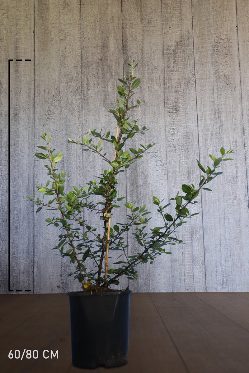 10 stuks | CYBER MONDAY KORTING Vuurdoorn Red Column Pot 60-80 cm | Standplaats: Half-schaduw | Latijnse naam: Pyracantha coccinea Red Column