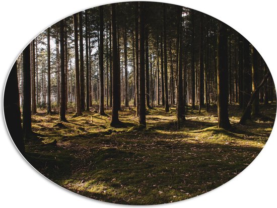 WallClassics - Panneau de mousse PVC ovale - Arbres avec mousse dans la forêt - 96x72 cm Photo sur ovale (avec système de suspension)