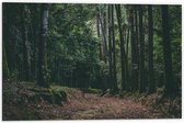 WallClassics - Dibond - Bruin Pad in Bos - 60x40 cm Foto op Aluminium (Wanddecoratie van metaal)