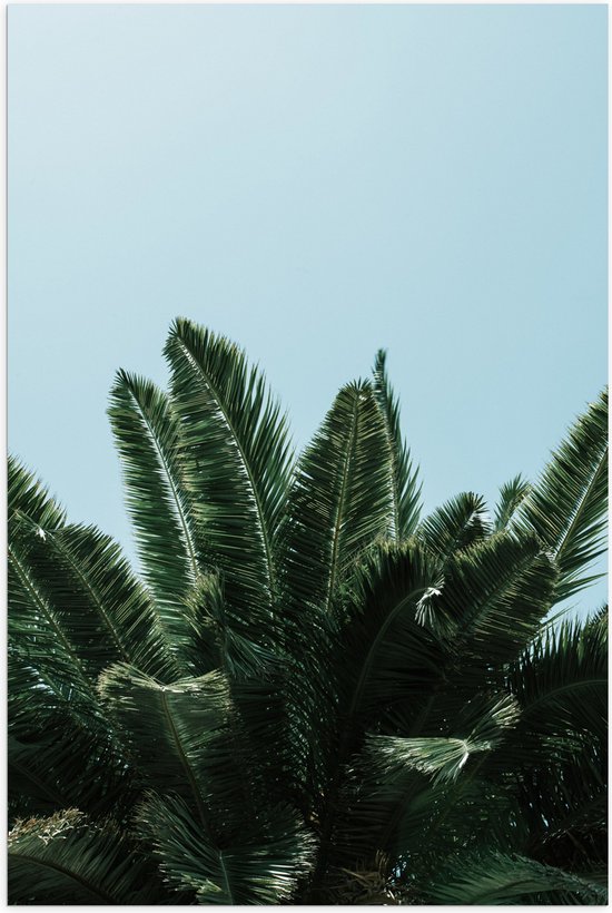 WallClassics - Poster (Matte) - Top of Palm Tree - 100x150 cm Photo sur Papier Poster avec un Aspect Mat