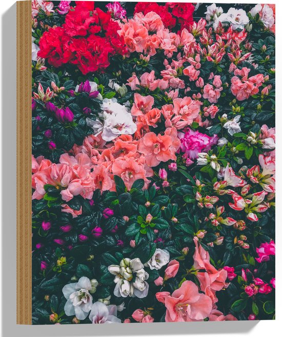 WallClassics - Hout - Bloemenstruik met Verschillende Roze Bloemen - 30x40 cm - 12 mm dik - Foto op Hout (Met Ophangsysteem)