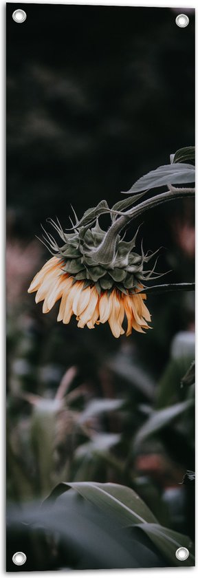 WallClassics - Tuinposter – Doodbloeiende Grauwe Zonnebloem - 30x90 cm Foto op Tuinposter  (wanddecoratie voor buiten en binnen)