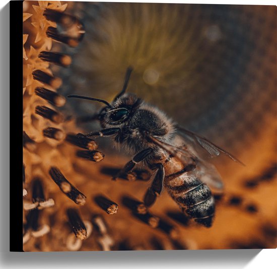 WallClassics - Canvas  - Close-up Honingbij op een Bloem - 40x40 cm Foto op Canvas Schilderij (Wanddecoratie op Canvas)