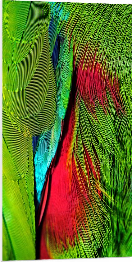 WallClassics - PVC Schuimplaat- Groen met Rode Veren van een Vogel - 50x100 cm Foto op PVC Schuimplaat