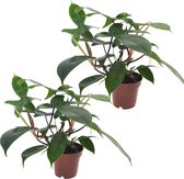 Plant in a Box - Philodendron Florida Green - Set van 2 - Luchtzuiverende kamerplant - Pot 12cm - Hoogte 20-30cm