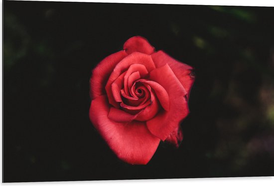WallClassics - Dibond - Fel Rode Roos met Donkere Achtergrond - 105x70 cm Foto op Aluminium (Wanddecoratie van metaal)