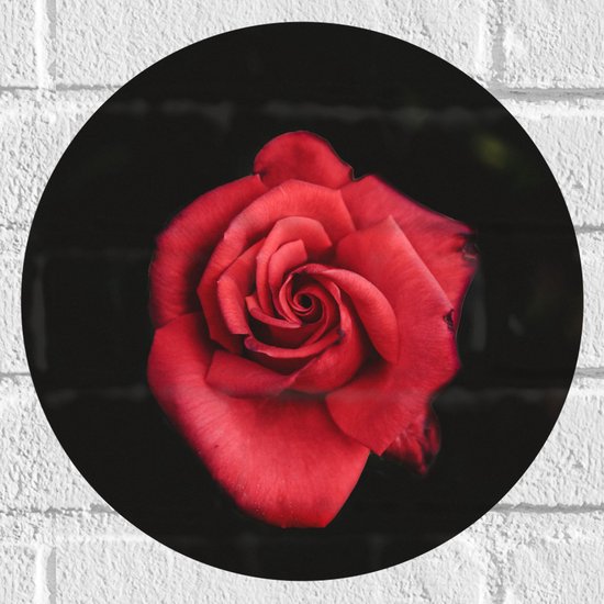 WallClassics - Muursticker Cirkel - Fel Rode Roos met Donkere Achtergrond - 30x30 cm Foto op Muursticker