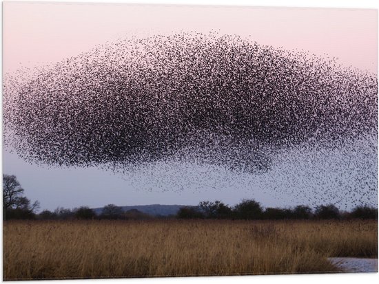 WallClassics - Drapeau - Grande volée Vogels dans le ciel - Photo 80x60 cm sur drapeau en polyester