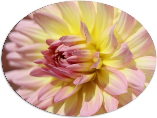 WallClassics - Dibond Ovaal - Dahlia Bloem met Roze Details - 108x81 cm Foto op Ovaal (Met Ophangsysteem)