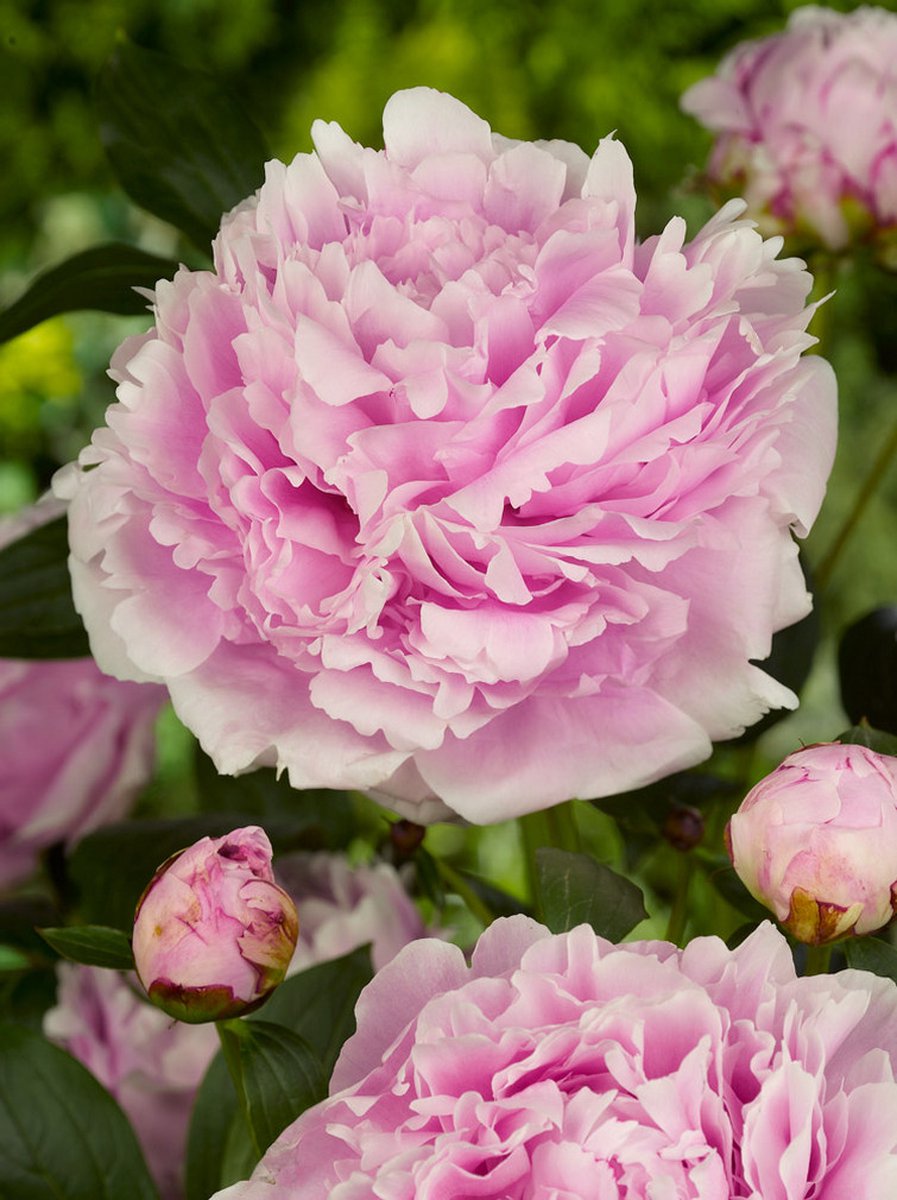 15x Pioenroos 'Paeonia sarah bernhardt' - BULBi® Bloembollen met bloeigarantie