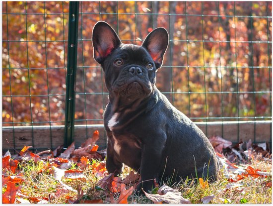 WallClassics - Poster (Matte) - Bouledogue Français dans les Feuilles d'Automne - 40x30 cm Photo sur Papier Poster avec un Aspect Mat