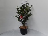 Camellia japonica 'Lady Campbell' C5 60-70 cm