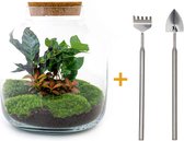 Ecosysteem plant - Billie Botanical - ↑ 30 cm - Planten terrarium - Cadeau - Mini ecosysteem - Flessentuin + Hark + Schep