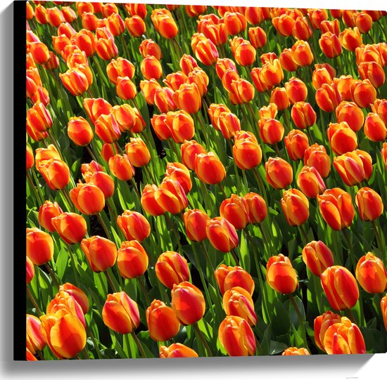 WallClassics - Canvas  - Close-Up Oranje Tulpen - 60x60 cm Foto op Canvas Schilderij (Wanddecoratie op Canvas)
