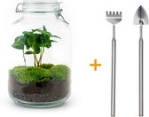 Terrarium - Jar plant - Coffea - ↑ 28 cm - Ecosysteem plant - DIY planten terrarium - Mini ecosysteem - Flessentuin + Hark + Schep