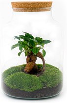 Ecosysteem Planten met Ficus Ginseng bonsai -  30 cm -In een weckpot