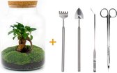 Terrarium - Milky bonsai - ↑ 31 cm - Ecosysteem plant - Kamerplanten - DIY planten terrarium - Mini ecosysteem + Hark + Schep + Pincet + Schaar