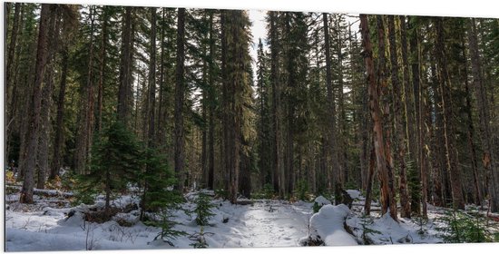 WallClassics - Dibond - Neige avec de grands Arbres - 200x100 cm Photo sur aluminium (avec système de suspension)