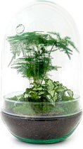 Terrarium - Egg XL plant - ↑ 30 cm - Ecosysteem plant - Kamerplanten - DIY planten terrarium - Mini ecosysteem