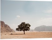 WallClassics - PVC Schuimplaat- Eenzame Boom in Woestijn - 100x75 cm Foto op PVC Schuimplaat