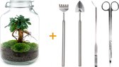 Ecosysteem plant - Jar Ficus Ginseng bonsai - ↑ 28 cm - Planten terrarium - Mini ecosysteem - Flessentuin + Hark + Schep + Pincet + Schaar