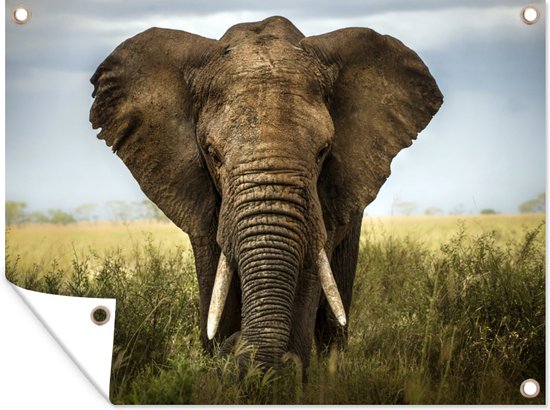 Felicitatiekaart geboorte jongen met olifant