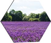 WallClassics - Dibond Hexagon - Paars Lavendelveld met Groene Bomen - 50x43.5 cm Foto op Hexagon (Met Ophangsysteem)