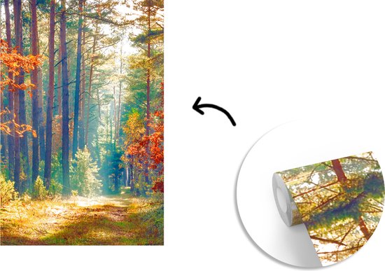 Behang - Fotobehang Bos - Zon - Natuur - Herfst - Breedte 225 cm x hoogte 350 cm