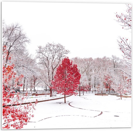 WallClassics - PVC Schuimplaat- Rode Boom in Witte Sneeuw - 50x50 cm Foto op PVC Schuimplaat