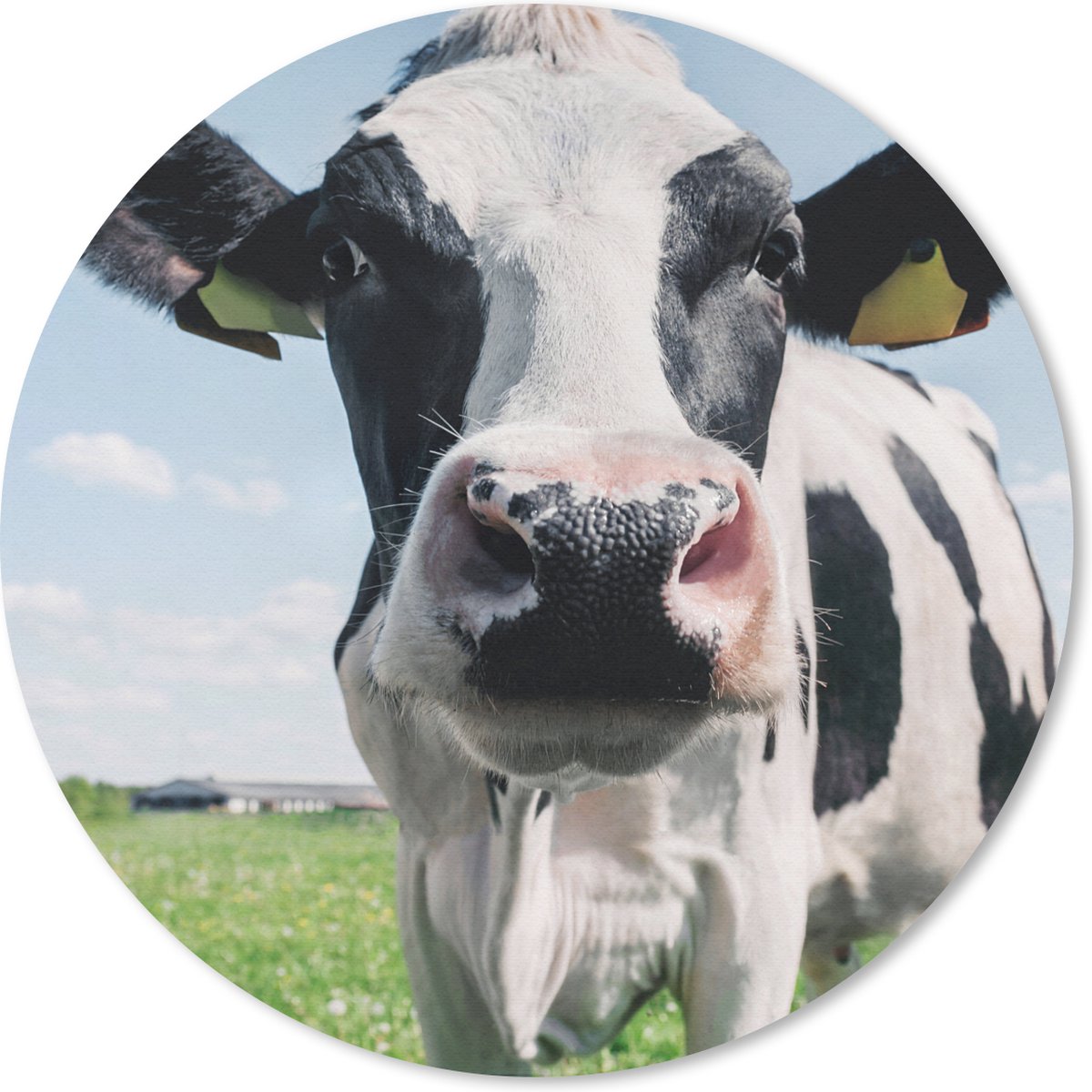 Muismat - Mousepad - Rond - Koe - Weiland - Natuur - Dieren - Gras - 40x40 cm - Ronde muismat