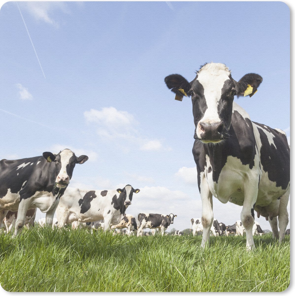 Muismat 30x30 cm - Mousepad Koeien - Gras - Dieren - Zon - Boerderij - Muismatten