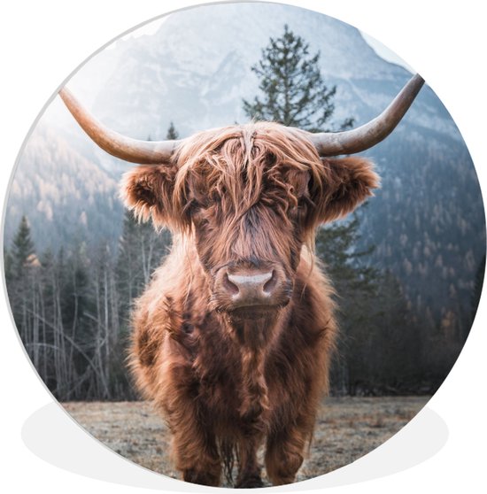 Conception De Tête De Vache Highland Au Format Sur Fond Blanc Un Animal