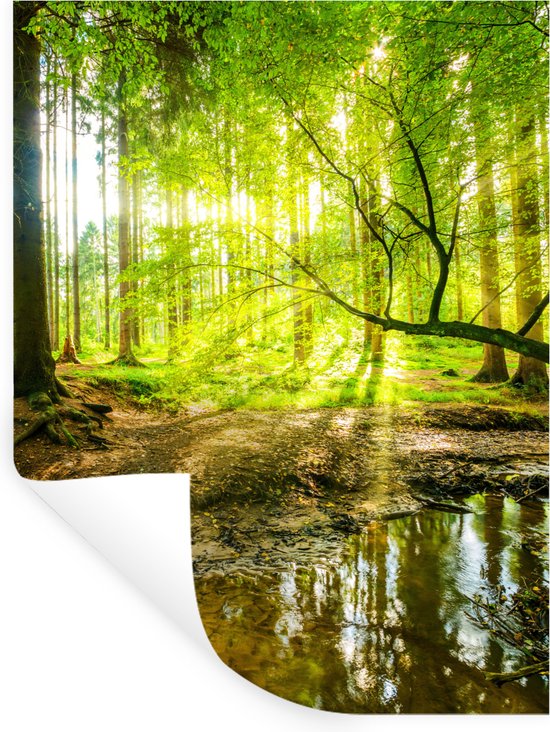 Rayons de soleil à travers une forêt verte, se reflétant dans un ruisseau.