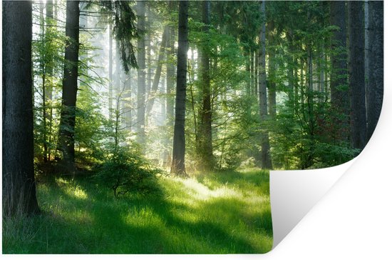 Muurstickers - Sticker Folie - Natuur - Bomen - Bos - Groen - Zon - Gras - Planten - 120x80 cm - Plakfolie - Muurstickers Kinderkamer - Zelfklevend Behang - Zelfklevend behangpapier - Stickerfolie