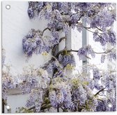 WallClassics - Tuinposter – Blauweregen Bloemen tegen de Muur - 50x50 cm Foto op Tuinposter  (wanddecoratie voor buiten en binnen)