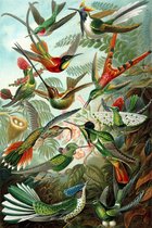 Ernst Haeckel - Kunstformen der Natur - Hummingbirds and Trochilidae (1899) Canvas Print
