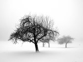 Fotobehang - Winter: Trees.