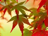 Fotobehangkoning - Behang - Vliesbehang - Fotobehang - Kleurrijke bladeren - 250 x 193 cm
