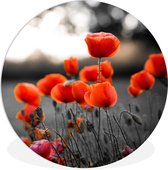 WallCircle - Wall Circle - Wall Circle Indoor - Coquelicots rouges sur fond blanc - 60x60 cm - Décoration murale - Peintures Ronds