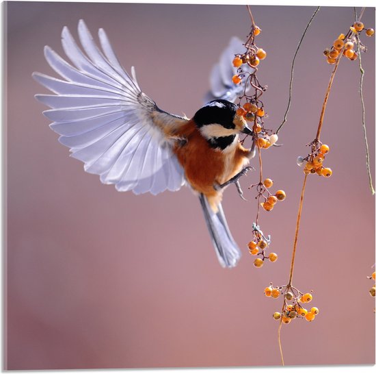 WallClassics - Acrylglas - Klein Vogeltje Eet Besjes tijdens het Vliegen - 50x50 cm Foto op Acrylglas (Wanddecoratie op Acrylaat)