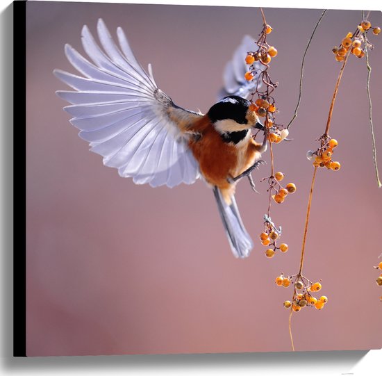 WallClassics - Canvas  - Klein Vogeltje Eet Besjes tijdens het Vliegen - 60x60 cm Foto op Canvas Schilderij (Wanddecoratie op Canvas)