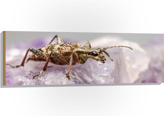 WallClassics - Hout - Insect op een Paars Kristal - 120x40 cm - 12 mm dik - Foto op Hout (Met Ophangsysteem)