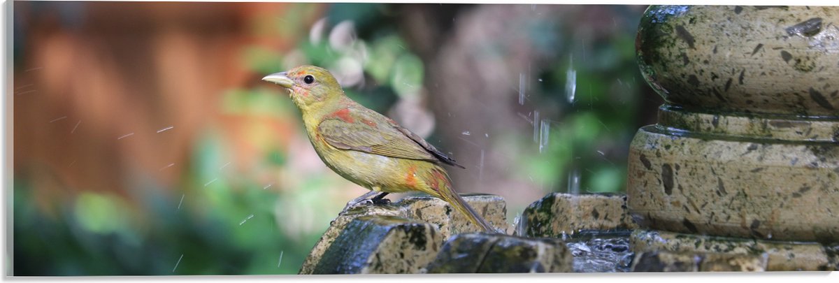 Acrylglas - Gele Tangare Vogel bij een Fontein - 60x20 cm Foto op Acrylglas (Met Ophangsys