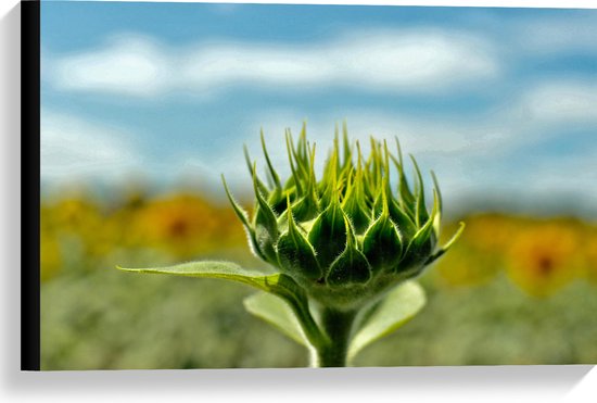 WallClassics - Toile - Tournesol Vert en Croissance - 60x40 cm Photo sur Toile Peinture (Décoration murale sur Toile)