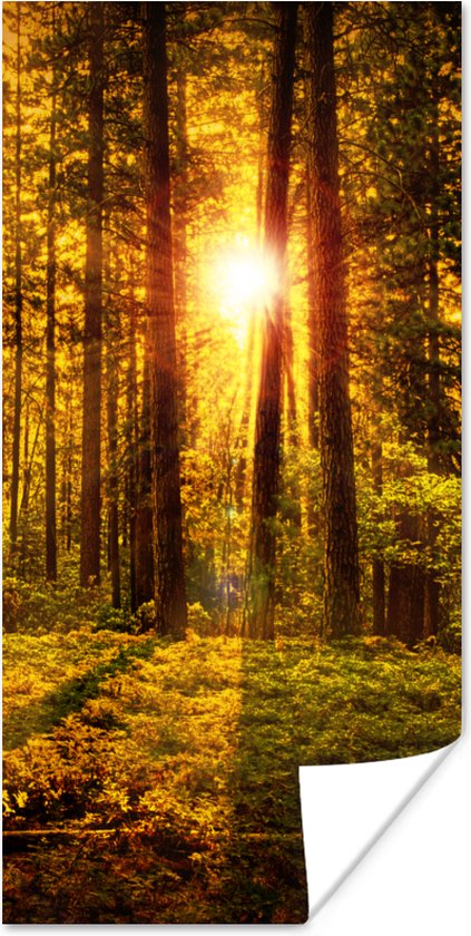 Poster Bos - Zon - Bomen - Natuur - Zonsondergang - 20x40 cm