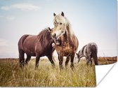 Poster Paarden - Gras - Lente - 80x60 cm